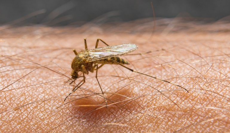 Mücke sticht zu und überträgt West-Nil-Fieber