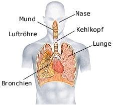 Atemwegssystem (anatomische Illustration)