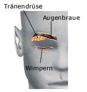 Augenbrauen (anatomische Illustration)