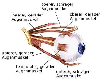 Augenmuskel (anatomische Illustration)