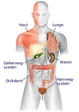 Ausscheidung (anatomische Illustration)