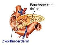 Bauchspeicheldrüse (anatomische Illustration)