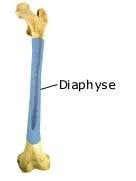 Diaphyse (anatomische Illustration)