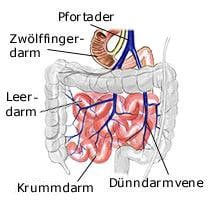 Dünndarm (anatomische Illustration)