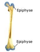 Epiphyse (anatomische Illustration)