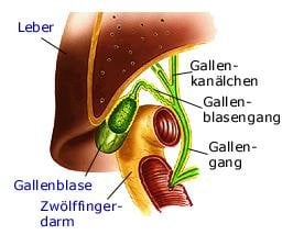 Gallenwegsystem (anatomische Illustration)