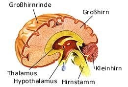 Gehirn (anatomische Illustration)