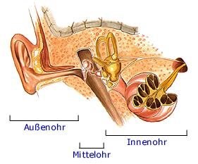 Gehörsinn (anatomische Illustration)