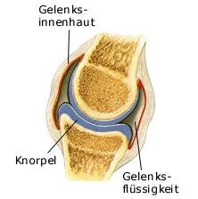 Gelenk (anatomische Illustration)