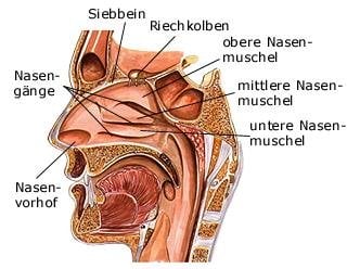 Geruchssinn (anatomische Illustration)