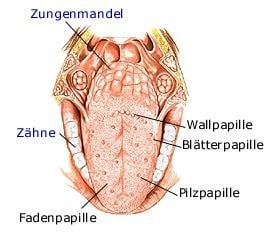 Geschmackssinn (anatomische Illustration)