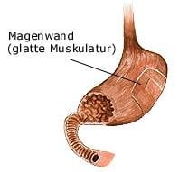 glatte Muskulatur (anatomische Illustration)