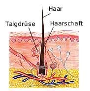 Haare (anatomische Illustration)