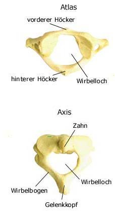 Halswirbel (anatomische Illustration)