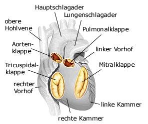 Herzklappen (anatomische Illustration)