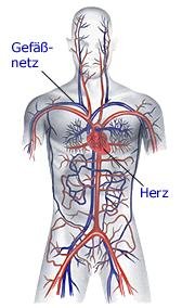 Herzkreislauf (anatomische Illustration)