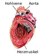 Herzmuskel (anatomische Illustration)