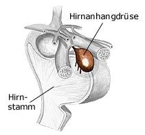 Hirnanhangdrüse (anatomische Illustration)