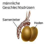 Hoden (anatomische Illustration)