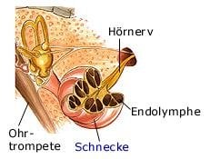 Innenohr (anatomische Illustration)