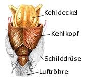 Kehlkopf (anatomische Illustration)