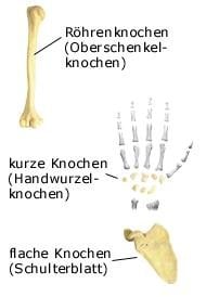 Knochenformen (anatomische Illustration)