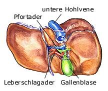 Leber (anatomische Illustration)