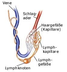 Lymphgefäße (anatomische Illustration)