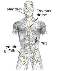 Lymphsystem (anatomische Illustration)