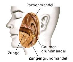 Mandeln (anatomische Illustration)