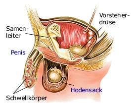 männliche Geschlechtsorgane (anatomische Illustration)