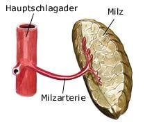Milz (anatomische Illustration)