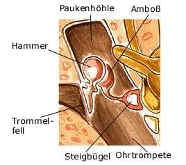 Mittelohr (anatomische Illustration)