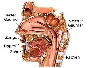 Mund (anatomische Illustration)