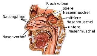 Nase (anatomische Illustration)