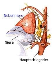 Nebennieren (anatomische Illustration)