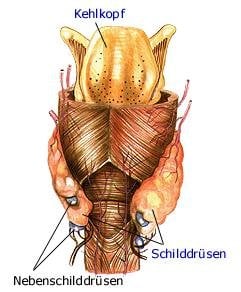 Nebenschilddrüse (anatomische Illustration)