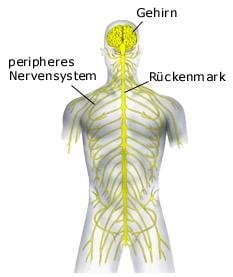 Nervensystem (anatomische Illustration)