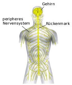Nervensystem (anatomische Illustration)