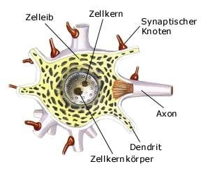 Nervenzelle (anatomische Illustration)