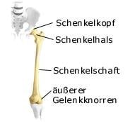 Oberschenkel (anatomische Illustration)