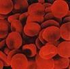 rote Blutkörperchen (mikroskopische Darstellung)