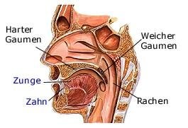 Rachen (anatomische Illustration)