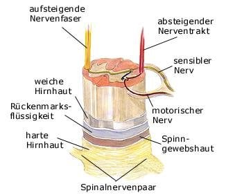 Rückenmark (anatomische Illustration)