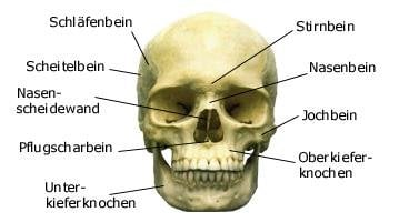 Schädel (anatomische Illustration)
