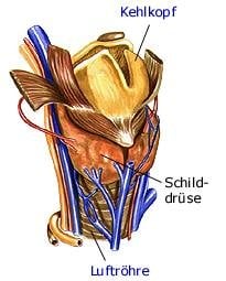 Schilddrüse (anatomische Illustration)
