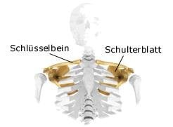 Schultergürtel (anatomische Illustration)