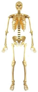 Skelett (anatomische Illustration)