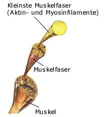 Skelettmuskulatur (anatomische Illustration)