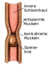 Speiseröhre (anatomische Illustration)